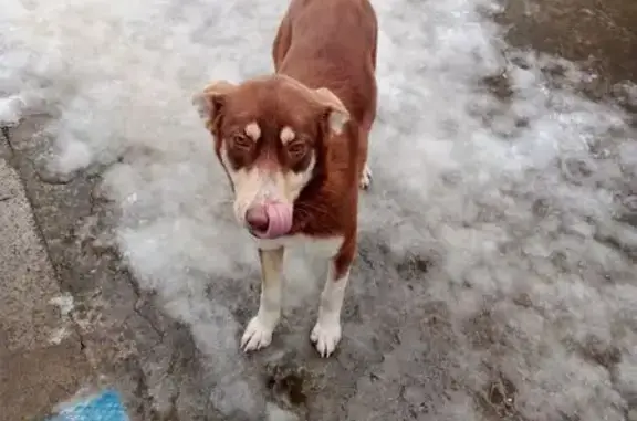 Найдена собака, Тульский, фото: Найдена собака, Шоссейная улица, 1З, Тульский - след от ошейника