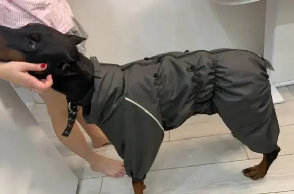 Пропала собака, Полтевское шоссе, 70Б, Полтево - купированные уши и хвост - photo