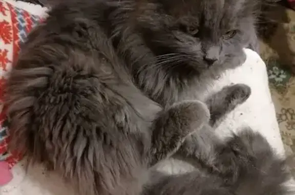 Пропал кот, Рабочая площадь, 20, Ростов-на-Дону - серый длинношёрстный - photo