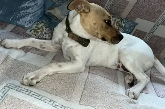 Пропала собака, женский пол, Большая Садовая улица, Ростов-на-Дону - photo