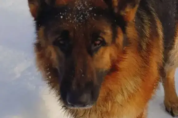 Найдена собака, Старицкий муниципальный округ, фото: Найдена собака, Старицкое шоссе, Старицкий муниципальный округ - овчарка, молодая и ухоженная