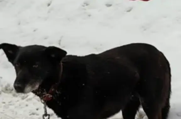 Найдена собака, Беседы, фото: Найдена собака, Беседы, Московская область - коричневый ошейник и поводок с цепочкой