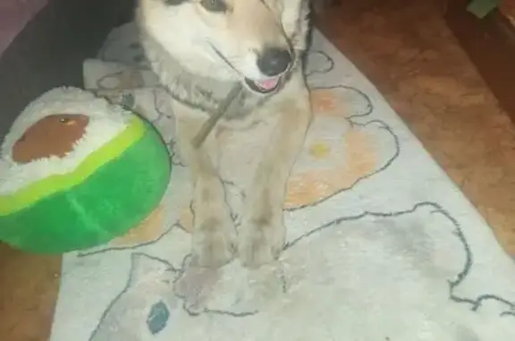 Найдена собака, Владивосток, фото: Найден собака, мужской, Интернациональная улица, Владивосток