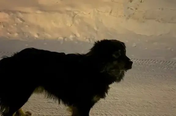 Найдена собака, Осенняя улица, Томск - очень контактная - photo