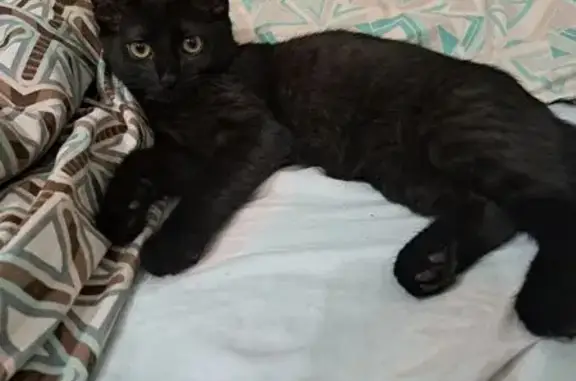 Пропал кот, Электрозаводская улица, Рязань - черный с полосами - photo