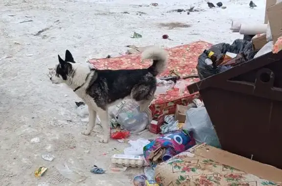 Найдена собака, Вологда, фото: Найдена собака, Воркути́нская улица, Вологда - потеряшка или самовыгул?