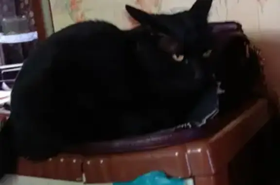 Пропал кот, Сельская улица, 89, Невельск - чёрный с зелёными глазами - photo