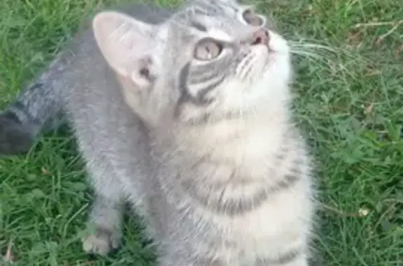 Пропал кот, Лесная улица, Двуреченский сельсовет - кушает с лапки - photo