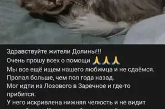 Пропал кот, ул. Лесхозная, Симферополь - сломана нижняя челюсть - photo