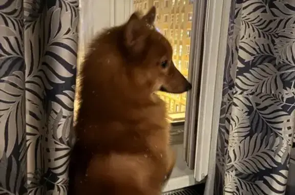 Пропал собака, Московская область, Подольск - умный и легко подходит к людям - photo