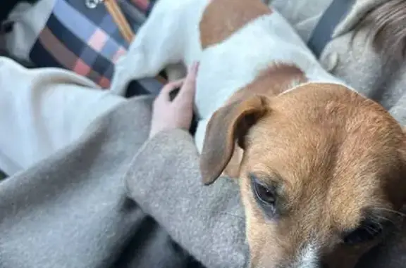 Найдена собака, Серпухов, фото: Найдена собака, 46Н-11269, Московская область, Серпухов - белая с коричневыми пятнами