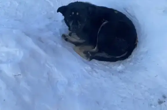 Найдена собака, Саранск, фото: Найдена собака, проспект 60 лет Октября, 2В, Саранск - с ошейником