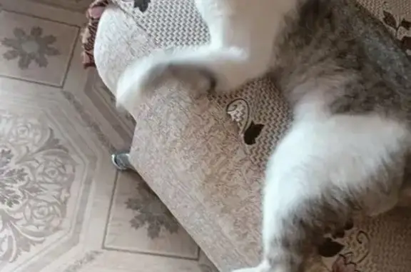 Пропал кот, улица Вострецова, 53, Бирск - белый с серыми полосками - photo