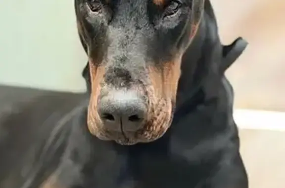 Пропала собака, Полтево, Московская область - доберман в комбинезоне - photo