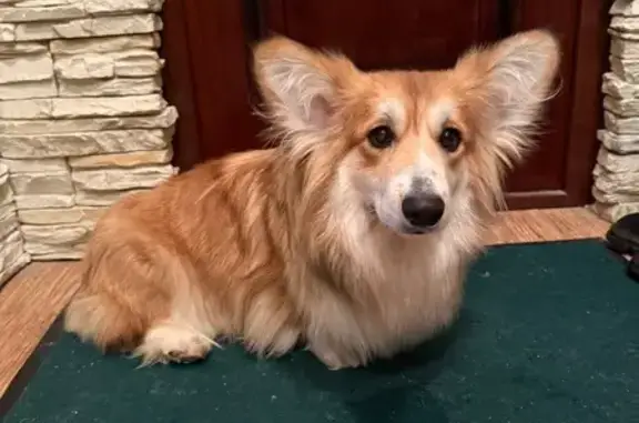 Пропала собака, женская, Архангельская улица, 17, Череповец - красная шлейка и поводок - photo