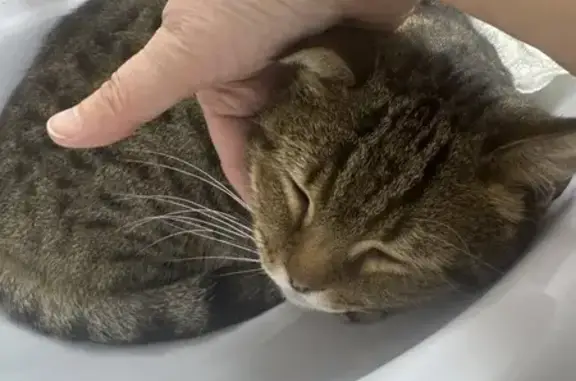 Найдена кошка, Советская улица, 19, Медведево - photo