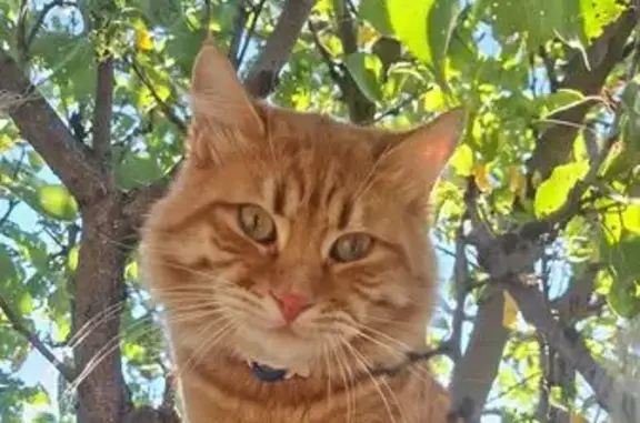 Пропал кот, Ессентуки, Ставропольский край - рыжий и трусливый - photo