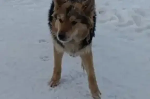 Пропал собака, 8-й район, 189, Рязань - добрый и не агрессивный - photo