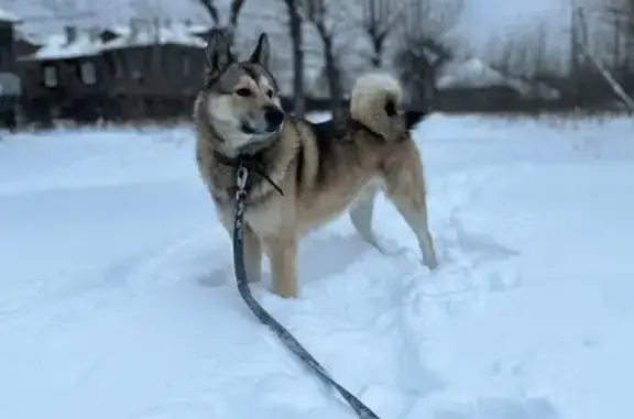 Пропал собака, улица Максима Горького, Тавда - западносибирская лайка рыжего окраса - photo