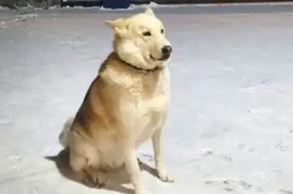 Пропал собака, улица Вишнёвый сад, 10, район Внуково, Красные Горки - метис хаски с тёмным ошейником - photo