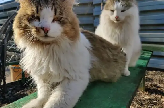 Кошки потеряшки, Солдатское, фото: Потеряшка кот, Строительная улица, Солдатское - пушистый трёх цветный с белым пятном