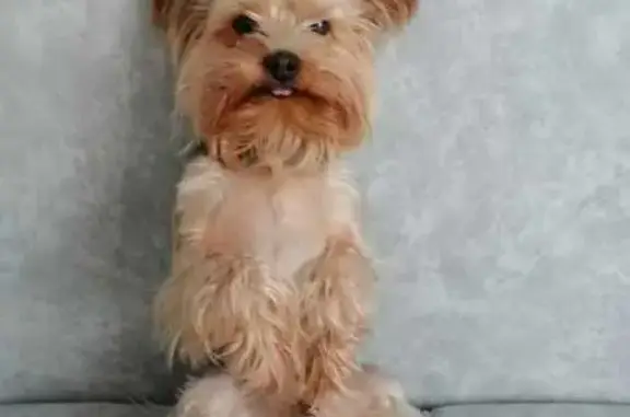 Пропал собака, Пожарная улица, 10, Кохма - йокширский терьер - photo