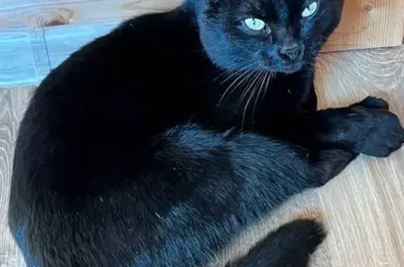 Пропал кот, Виллозское городское поселение, Ленинградская область - вислоухий, зелёные глаза - photo