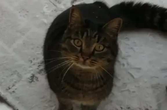 Найдена кошка, Садаковский, фото: Найдена кошка, Садаковский, Кировская область - коричневая с чёрными полосками
