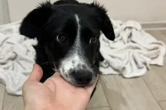 Найдена собака, Семилуки, фото: Найдена собака, женский пол, улица 25 лет Октября, Семилуки