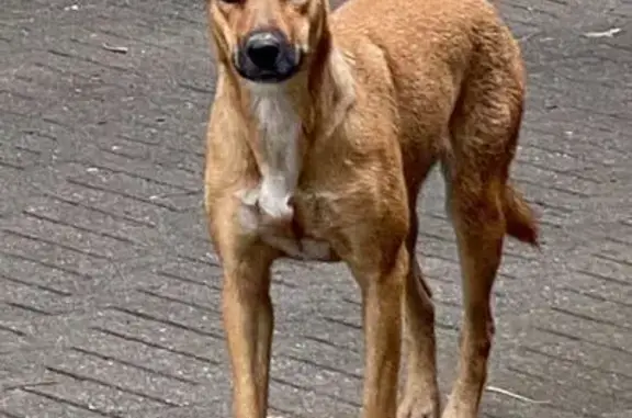 Пропала собака, Северо-Западный район, Ставрополь - крупная с голубой биркой - photo