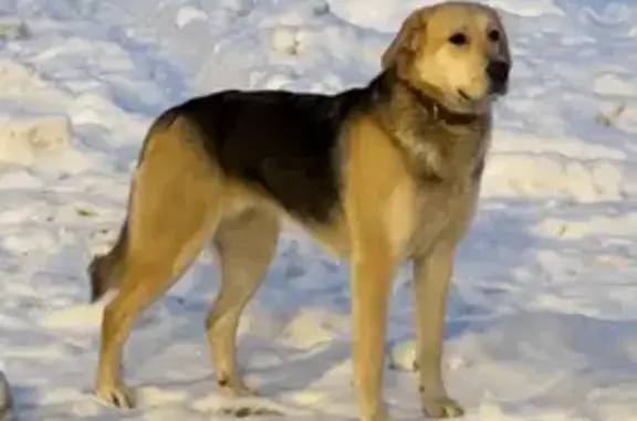 Найдена собака, Санкт-Петербург, фото: Найдена собака, Волковский проспект, Санкт-Петербург - растерянная и большого размера