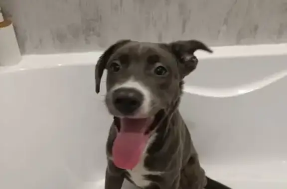 Найденные животные Братск, фото: Найден собака, улица Кирова, 11А, Братск - голубоглазый крупный щенок