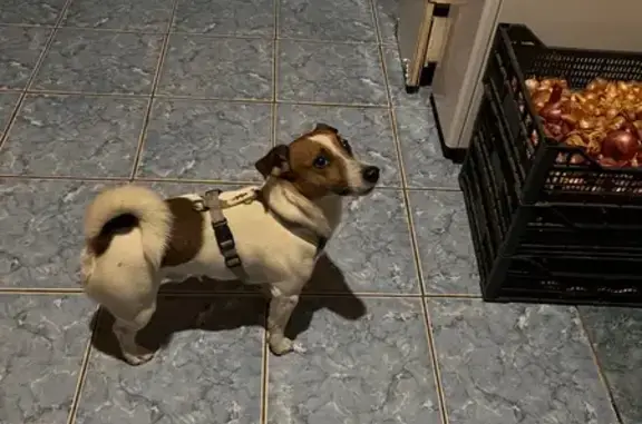 Найденные животные Филипповка, фото: Найдена собака, Солнечная улица, Филипповка - джек-рассел