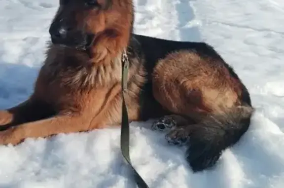 Найдена собака, Семёно-Александровское, фото: Найдена собака, Семёно-Александровское
