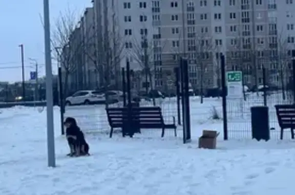 Найдена собака, Калининград, фото: Найдена собака, Елизаветинская улица, Калининград