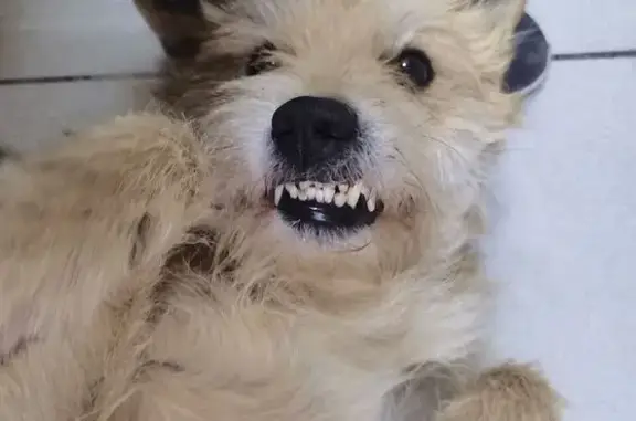 Найдена собака, Белгород, фото: Найден собака, мужской, улица Раздобаркина, Белгород - ласковый и умный