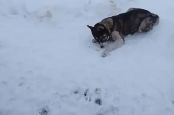 Найдена собака, Хотылёво, фото: Найдена собака, 15К-258, Хотылёво - похож на хаски, голубые глаза