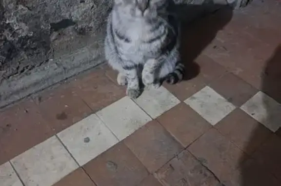 Найдена кошка, Челябинск, фото: Найдена кошка, Зерновая улица, 5, Челябинск