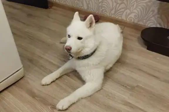 Найдена собака, Санкт-Петербург, фото: Найдена собака, Балтийский бульвар, Санкт-Петербург - девочка хаски с разными глазами