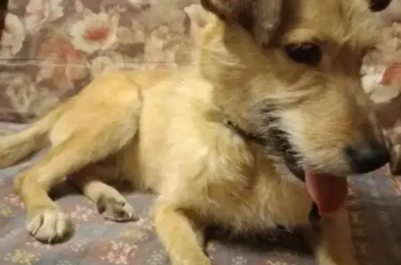 Найдена собака, Пермь, фото: Найдена собака, женский пол, Причальная улица, 5, Пермь - возможно была потеряна год назад