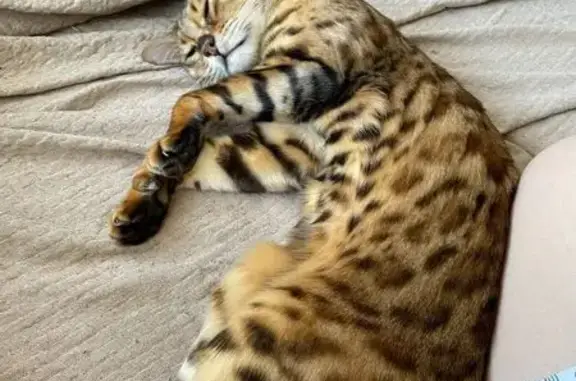 Пропал кот, Осташковское шоссе, Ульянково - бенгальский, 10 лет, в голубом ошейнике - photo