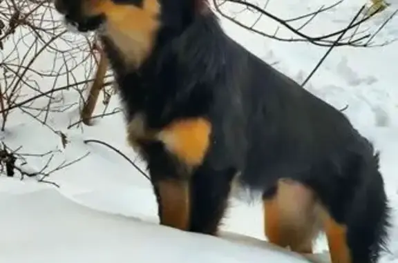 Найдена собака, девочка, Новокузнецк — Бийск, Кузедеево - photo