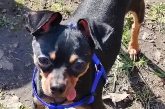 Пропал собака, Подлипки, Московская область - photo