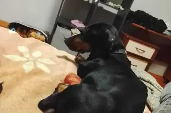 Пропала собака, мужской, улица Валентины Терешковой, 13В, Липецк - photo