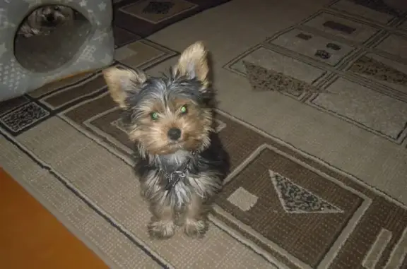 Пропала собака, 3-й переулок Нариманова, 41, Ульяновск - черный ошейник с оранжевыми нитками - photo