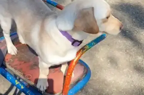 Собаки потеряшки, Краснодар, фото: Потеряшка собака, Путевая улица, 63, Краснодар - дворняжка по кличке Лу