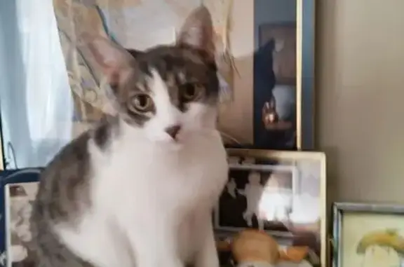 Пропала кошка, Сормовская улица, 29, Краснодар - выбежала ночью - photo