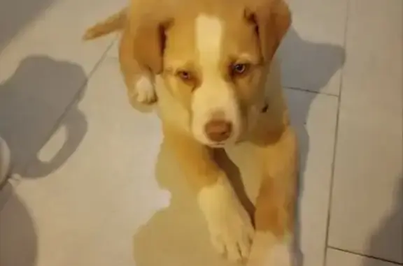 Найдена собака, Куликовка, фото: Найден собака, мужской, Луговая улица, Булгаковское сельское поселение, Куликовка