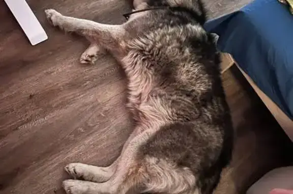 Найденные животные Новокузнецк, фото: Найдена собака, проспект Строителей, 47, Новокузнецк - хаски с карими глазами