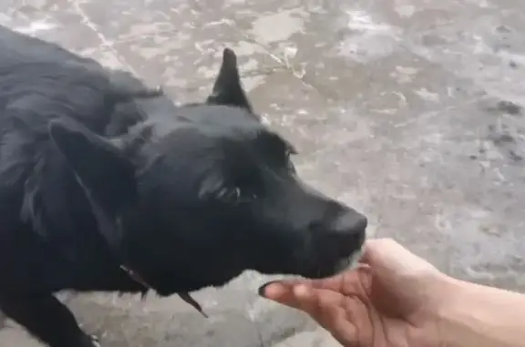 Пропала собака, Малоярославская улица, 10/6, Самара - красный ошейник, белые лапки - photo